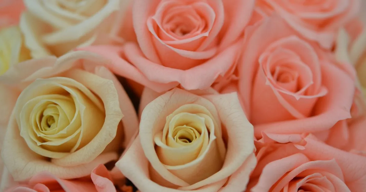 ホワイトデーにバラの花束 本数に隠された秘密の暗号で彼女をドキドキさせちゃおう みんなのウェディングニュース