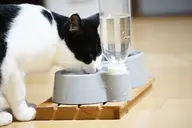 食器や給水ボトルのイメージ