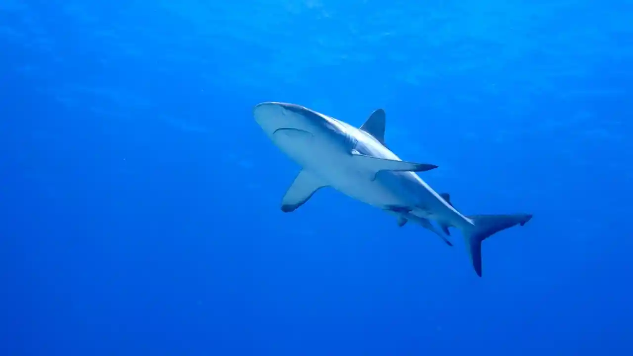 チョウザメ漁の最盛期が由来