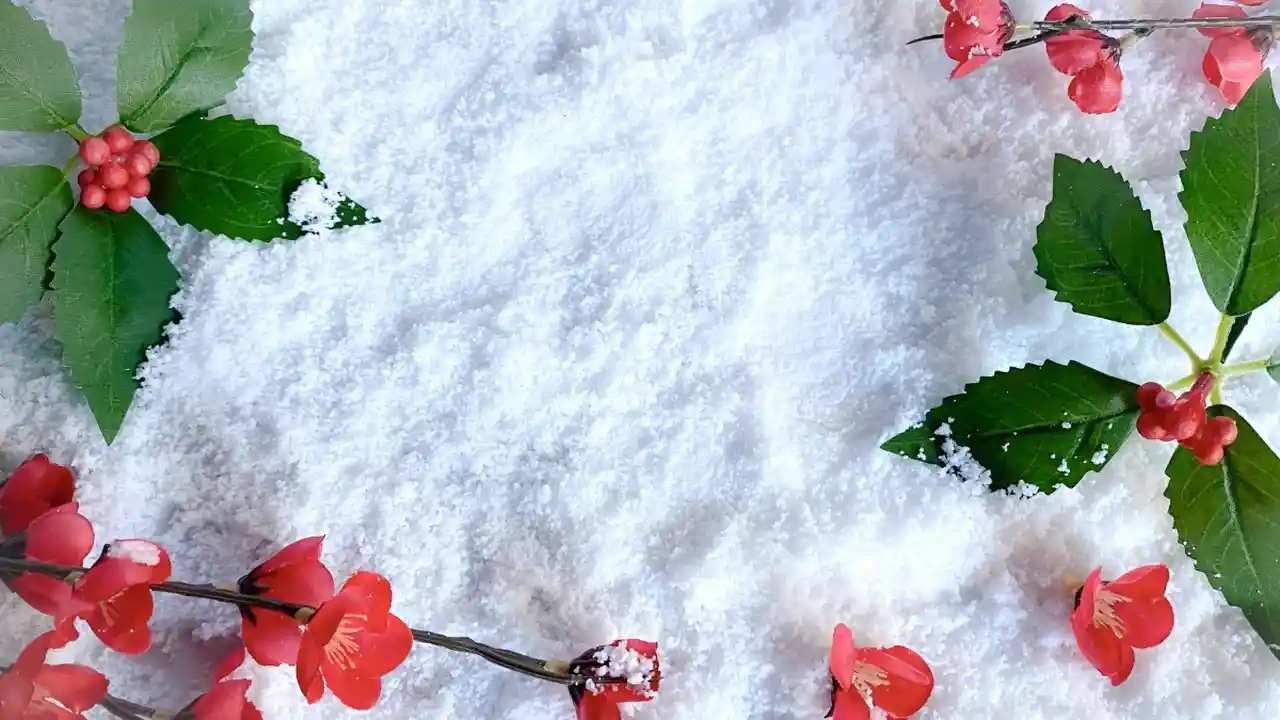 雪と椿