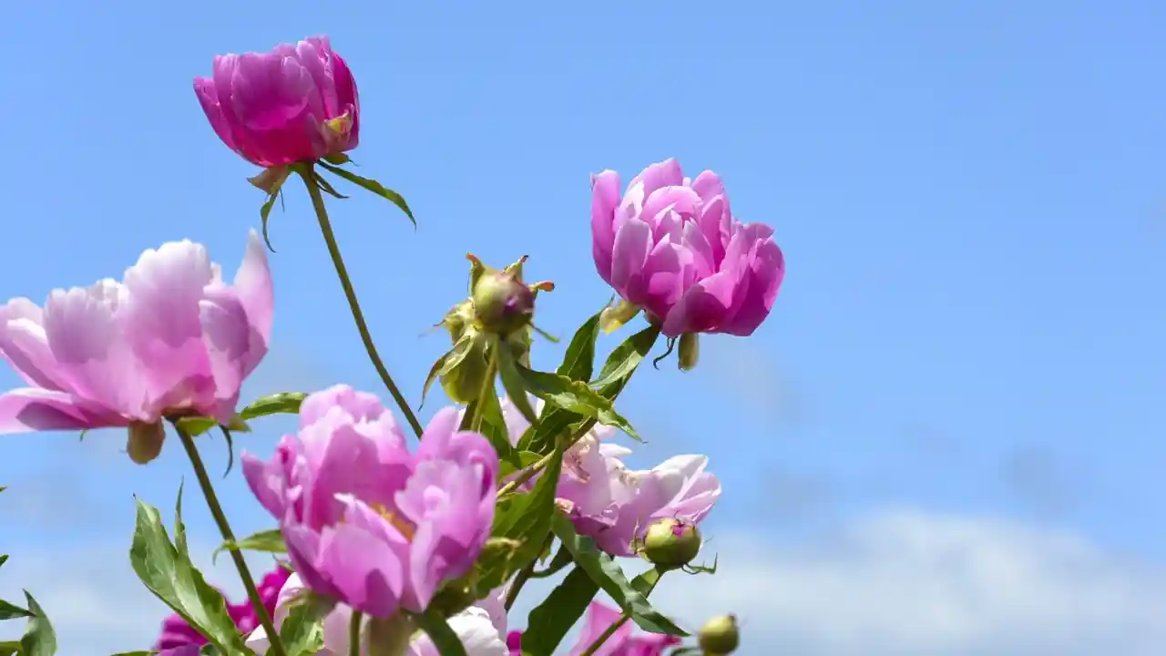 芍薬の写真