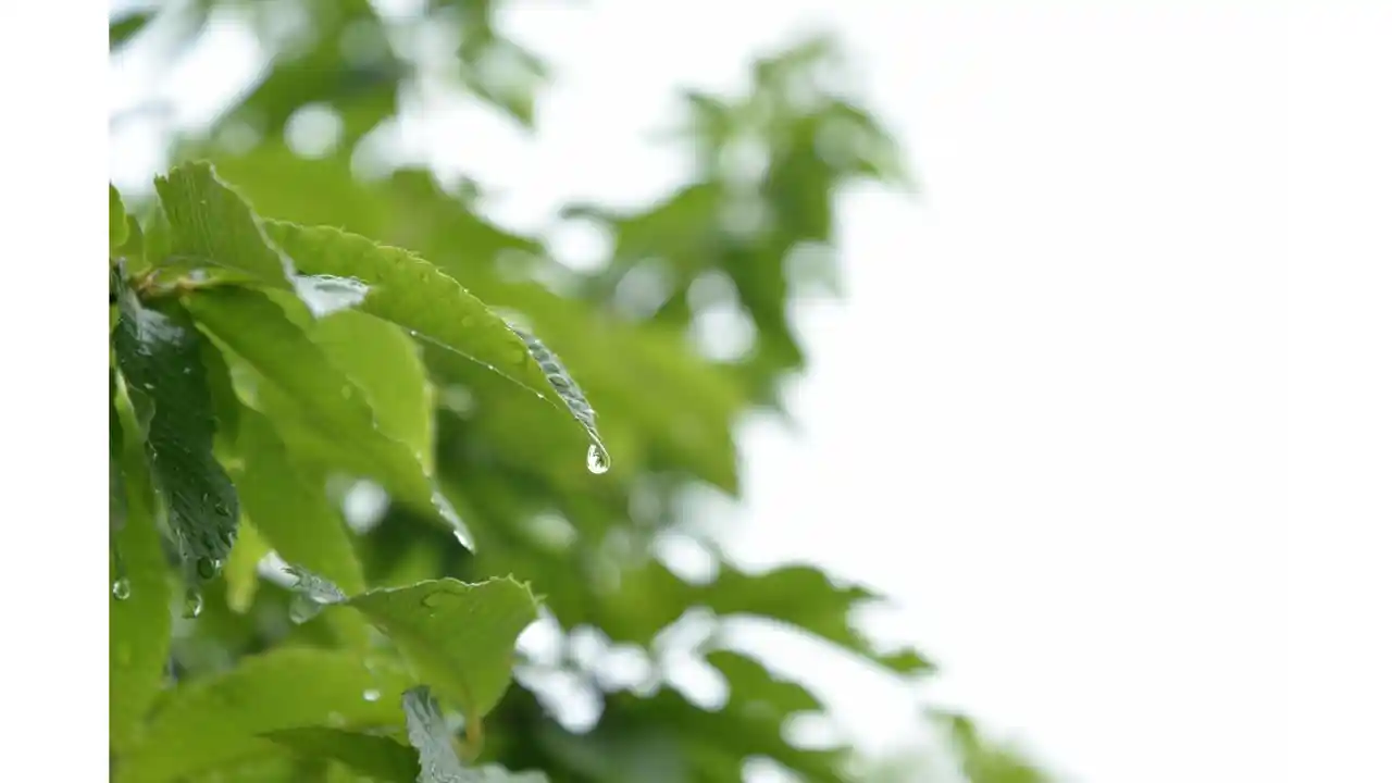 今すぐチェック 7月は注目の一粒万倍日が3回も 21年7月の縁起がいい吉日を大公開 みんなのウェディングニュース